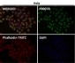 Anti-Phospho-Nrf2 (S40) NFE2L2 Rabbit Monoclonal Antibody