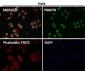 Anti-Phospho-Nrf2 (S40) NFE2L2 Rabbit Monoclonal Antibody