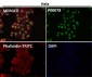 Anti-Phospho-Nrf2 (S40) NFE2L2 Rabbit Monoclonal Antibody