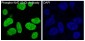 Anti-Phospho-Nrf2 (S40) NFE2L2 Rabbit Monoclonal Antibody