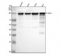 Anti-Phospho-Nrf2 (S40) NFE2L2 Rabbit Monoclonal Antibody