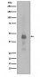 Anti-Phospho-Creb (S133) CREB1 Rabbit Monoclonal Antibody