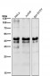 Anti-Phospho-Creb (S133) CREB1 Rabbit Monoclonal Antibody