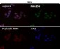 Anti-Phospho-HSF1 (S326) Rabbit Monoclonal Antibody