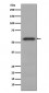 Anti-Phospho-c-Myc (S62) Rabbit Monoclonal Antibody