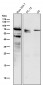 Anti-Phospho-c-Myc (S62) Rabbit Monoclonal Antibody