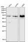 Anti-Phospho-c-Myc (S62) Rabbit Monoclonal Antibody