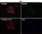 Anti-Phospho-TrkB (Y817) NTRK2 Rabbit Monoclonal Antibody