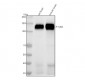 Anti-Phospho-TrkB (Y817) NTRK2 Rabbit Monoclonal Antibody