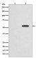 Anti-Phospho-c-Myc (T58) Rabbit Monoclonal Antibody