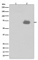 Anti-Phospho-SHP2 (Y542) PTPN11 Rabbit Monoclonal Antibody