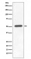 Anti-Phospho-Chk1 (S296) CHEK1 Rabbit Monoclonal Antibody