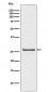 Anti-Phospho-Hsp27 (S82) HSPB1 Rabbit Monoclonal Antibody