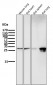 Anti-Phospho-Hsp27 (S82) HSPB1 Rabbit Monoclonal Antibody