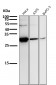 Anti-Phospho-Hsp27 (S82) HSPB1 Rabbit Monoclonal Antibody