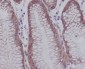 Anti-Phospho-YAP1 (S127) Rabbit Monoclonal Antibody