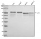 Anti-Phospho-YAP1 (S127) Rabbit Monoclonal Antibody