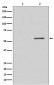 Anti-Phospho-PTEN (S380) Rabbit Monoclonal Antibody