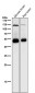 Anti-Phospho-PTEN (S380) Rabbit Monoclonal Antibody