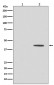 Anti-Phospho-MEK1 (T292) MAP2K1 Rabbit Monoclonal Antibody