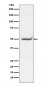 Anti-Phospho-c-Jun (T91) Rabbit Monoclonal Antibody