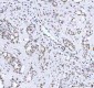 Anti-Phospho-AKT1 (T450) Rabbit Monoclonal Antibody
