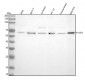 Anti-Phospho-AKT1 (T450) Rabbit Monoclonal Antibody
