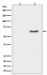 Anti-Phospho-AKT1 (S129) Rabbit Monoclonal Antibody