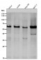 Anti-Phospho-AKT1 (S129) Rabbit Monoclonal Antibody