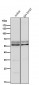 Anti-Phospho-AKT1 (S124) Rabbit Monoclonal Antibody