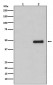 Anti-Phospho-CDC37 (S13) Rabbit Monoclonal Antibody