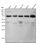 Anti-Phospho-Raf1 (S621) Rabbit Monoclonal Antibody