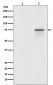 Anti-Phospho-Raf1 (S259) Rabbit Monoclonal Antibody