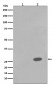 Anti-Phospho-Hsp27 (S78) HSPB1 Rabbit Monoclonal Antibody