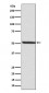 Anti-Phospho-IRF3 (S386) Rabbit Monoclonal Antibody