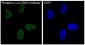 Anti-Phospho-c-Jun (S63) Rabbit Monoclonal Antibody
