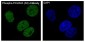 Anti-Phospho-POLR2A (S2) Rabbit Monoclonal Antibody