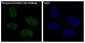 Anti-Phospho-POLR2A (S5) Rabbit Monoclonal Antibody