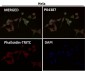 Anti-Phospho-EIF2S1 (S51) Rabbit Monoclonal Antibody