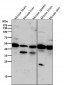 Anti-Phospho-PKA R2 (S99) PRKAR2A Rabbit Monoclonal Antibody