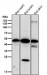 Anti-Phospho-PKA R2 (S99) PRKAR2A Rabbit Monoclonal Antibody