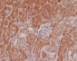 Anti-Phospho-eIF4E (S209) Rabbit Monoclonal Antibody