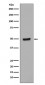 Anti-Phospho-GATA3 (S308) Rabbit Monoclonal Antibody