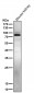 Anti-Phospho-Stat5 (Y694) STAT5A Rabbit Monoclonal Antibody