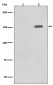 Anti-Phospho-EGFR (Y1086) Rabbit Monoclonal Antibody