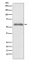 Anti-Phospho-Smad2 (S255) Rabbit Monoclonal Antibody