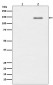 Anti-Phospho-SHIP (Y1020) INPP5D Rabbit Monoclonal Antibody