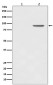 Anti-Phospho-STAT1 (Y701) Rabbit Monoclonal Antibody