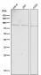 Anti-Phospho-STAT1 (Y701) Rabbit Monoclonal Antibody