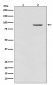 Anti-Phospho-B Raf (T401) Rabbit Monoclonal Antibody